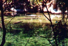 Three Baby Manatees