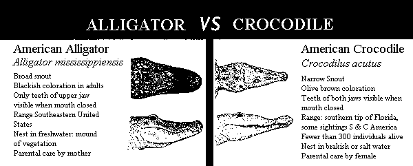 Alligator vs Crocodile