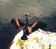 Anhinga