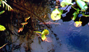 Baby Alligator