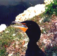 Cormorant