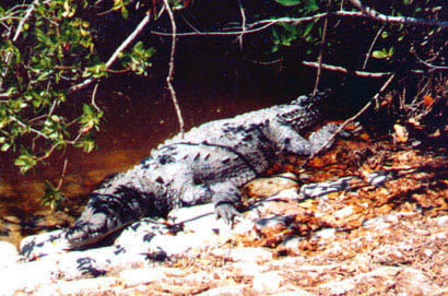 American Crocodile