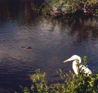 Heron and Alligator