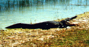 Yawning Alligator