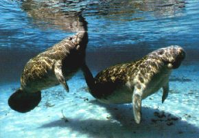 Manatees